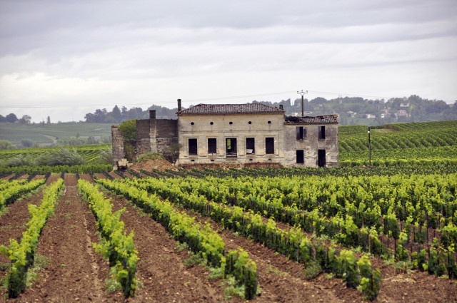 Saint Emilion, Bordeaux, Francja, winnice, wino