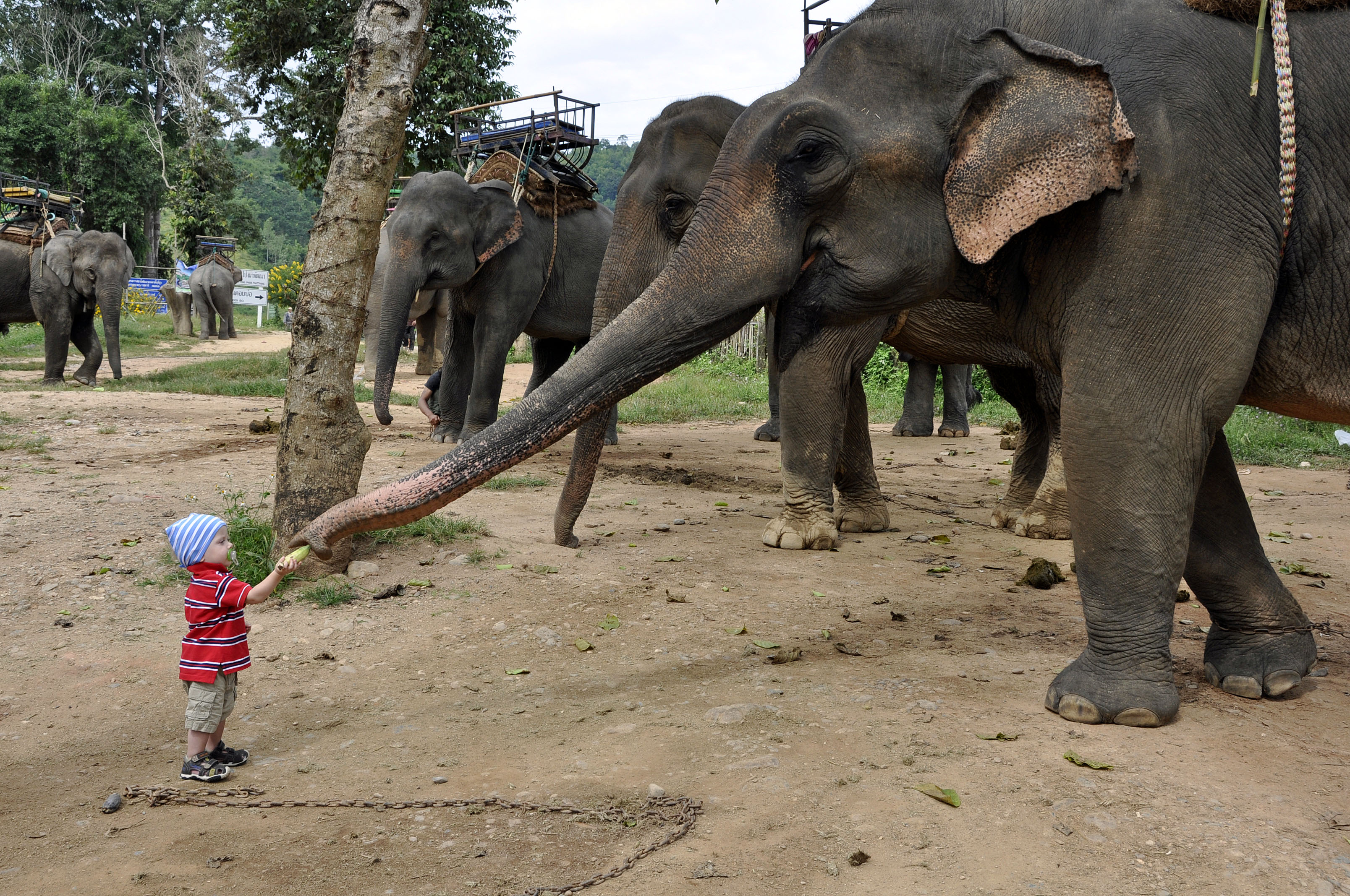 odważnie nakarmił słonika bananem