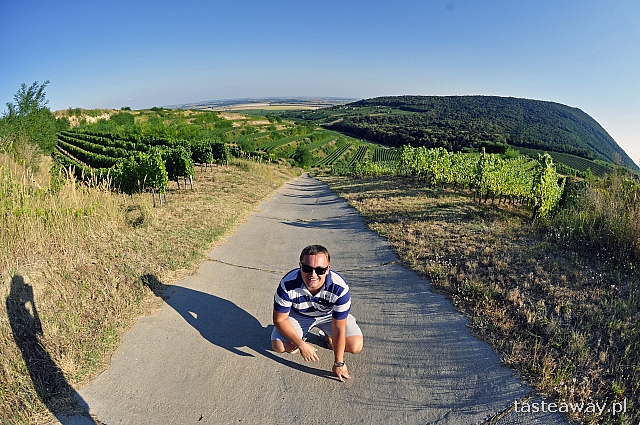 Villany, Węgry, wino