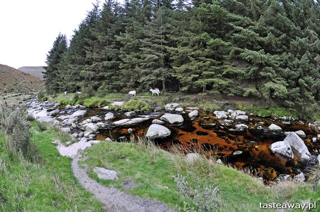 Wicklow, Irlandia