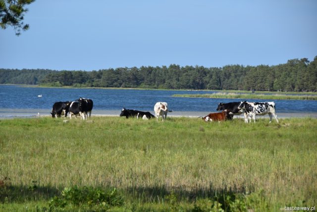olandia, Szwecja, północ Olandii, Olandia atrakcje