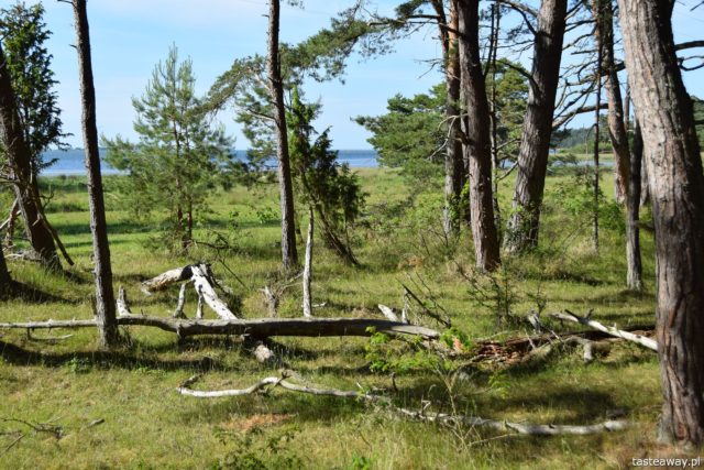 Olandia, Szwecja, Olandia - atrakcje, co zobaczyć na Olandii, Las Trolli, Trollskogen