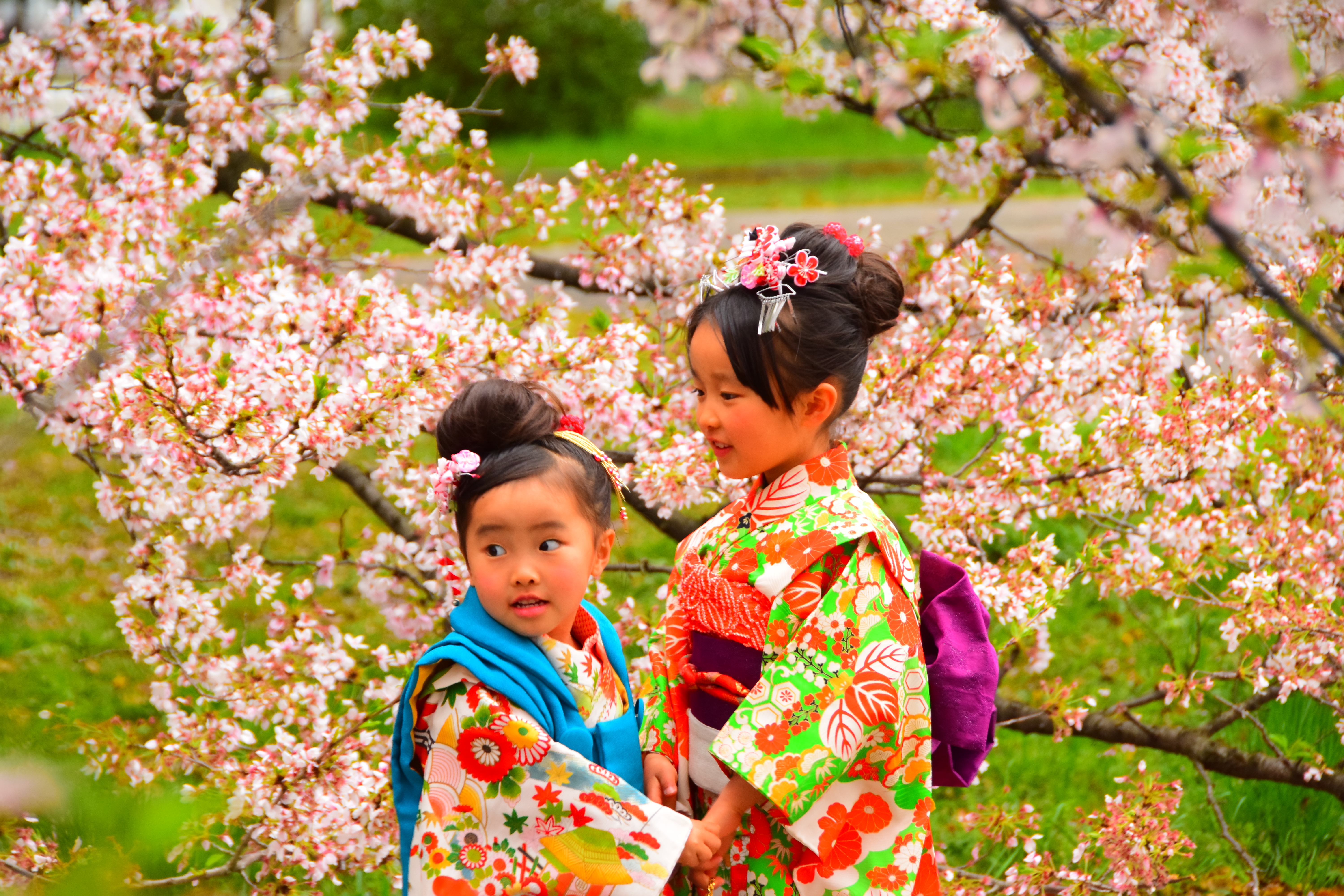 podróże na własną rękę, jak podróżować samodzielnie, samodzielne podróże, jak samemu zorganizować podróż, Japonia, Sakura, kwitnące wiśnie