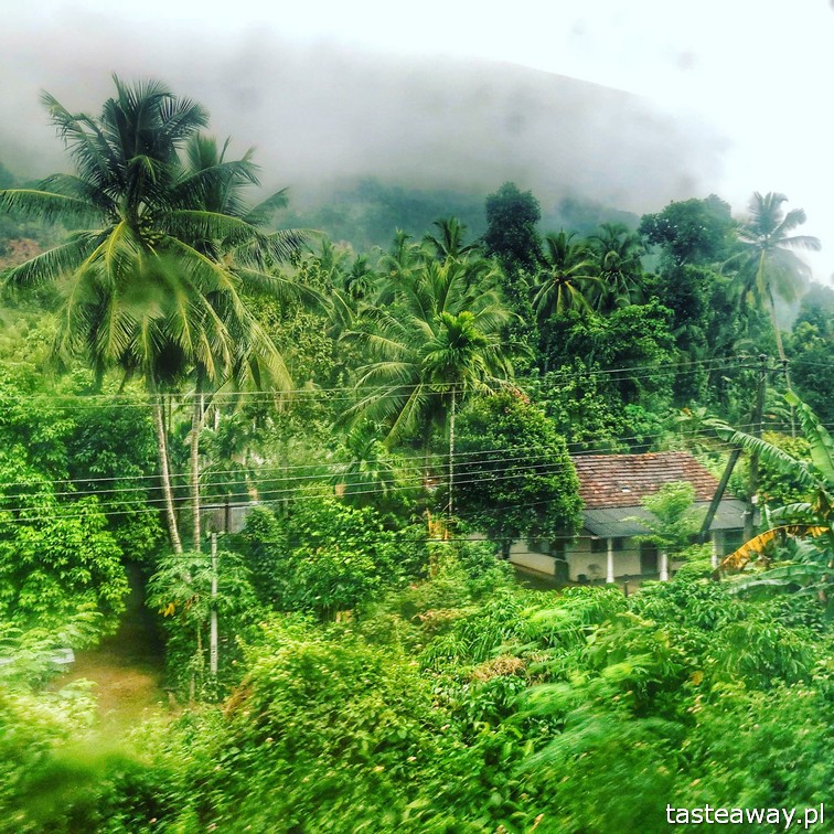 Sri Lanka, Colombo, co zobaczyć na Sri Lance, sari, powody by zobaczyć na Sri Lankę