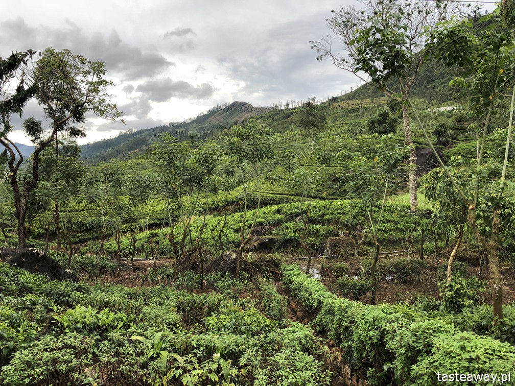 Sri Lanka, Colombo, co zobaczyć na Sri Lance, sari, powody by zobaczyć na Sri Lankę, najpiękniejsze trasy kolejowe, Nanu Oya, Nuwara Elija, plantacje herbaty, plantacje Dilmah, Dunkeld Tea Estate