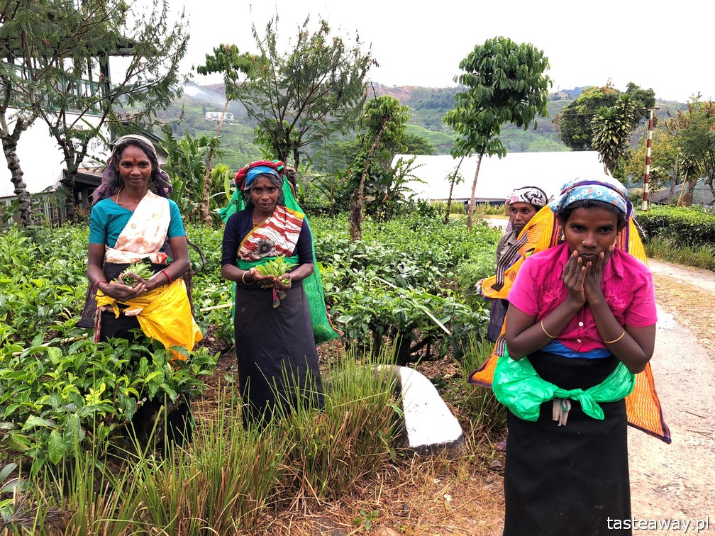 Sri Lanka, Colombo, co zobaczyć na Sri Lance, sari, powody by zobaczyć na Sri Lankę, najpiękniejsze trasy kolejowe, Nanu Oya, Nuwara Elija, plantacje herbaty, plantacje Dilmah, Dunkeld Tea Estate