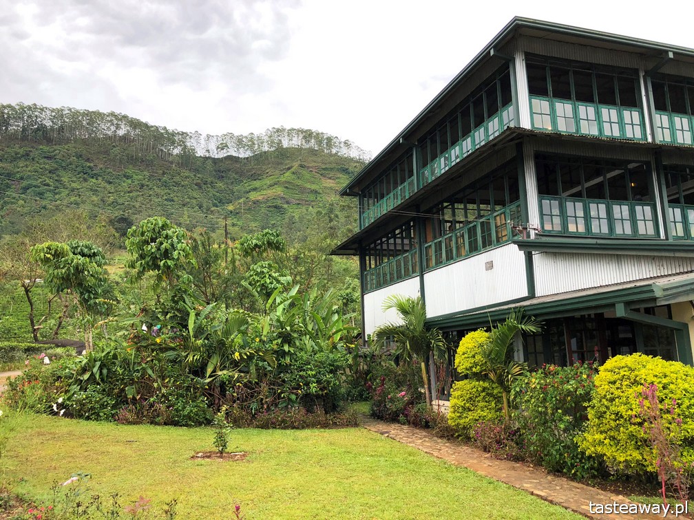 Sri Lanka, Colombo, co zobaczyć na Sri Lance, sari, powody by zobaczyć na Sri Lankę, najpiękniejsze trasy kolejowe, Nanu Oya, Nuwara Elija, plantacje herbaty, plantacje Dilmah, Dunkeld Tea Estate