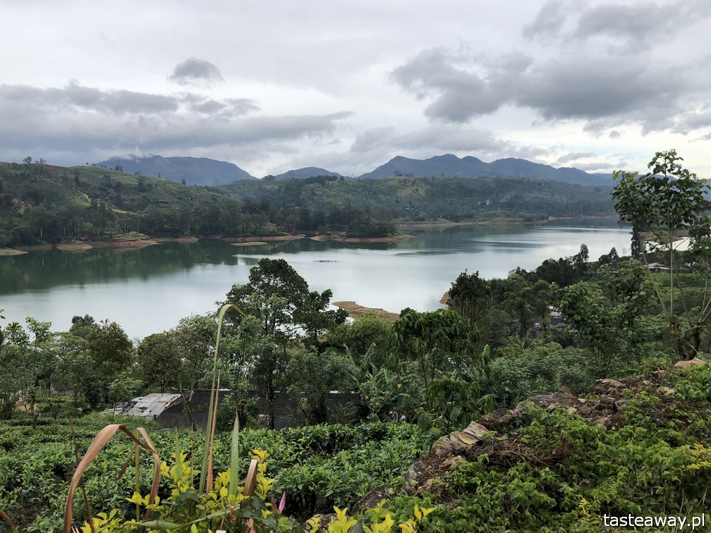 Sri Lanka, Colombo, co zobaczyć na Sri Lance, sari, powody by zobaczyć na Sri Lankę, najpiękniejsze trasy kolejowe, Nanu Oya, Nuwara Elija, plantacje herbaty, plantacje Dilmah, Dunkeld Tea Estate