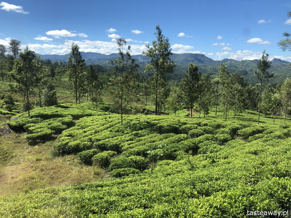 Sri Lanka, Colombo, co zobaczyć na Sri Lance, sari, powody by zobaczyć na Sri Lankę, najpiękniejsze trasy kolejowe, Nanu Oya, Nuwara Elija