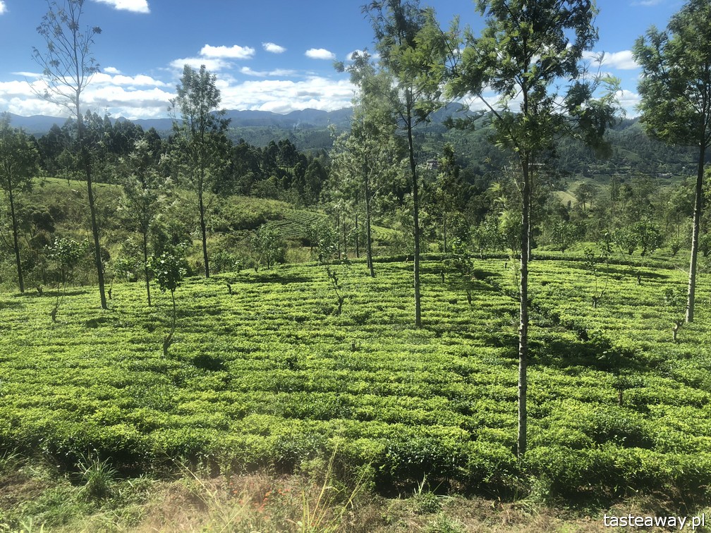 Sri Lanka, Colombo, co zobaczyć na Sri Lance, sari, powody by zobaczyć na Sri Lankę, najpiękniejsze trasy kolejowe, Nanu Oya, Nuwara Elija