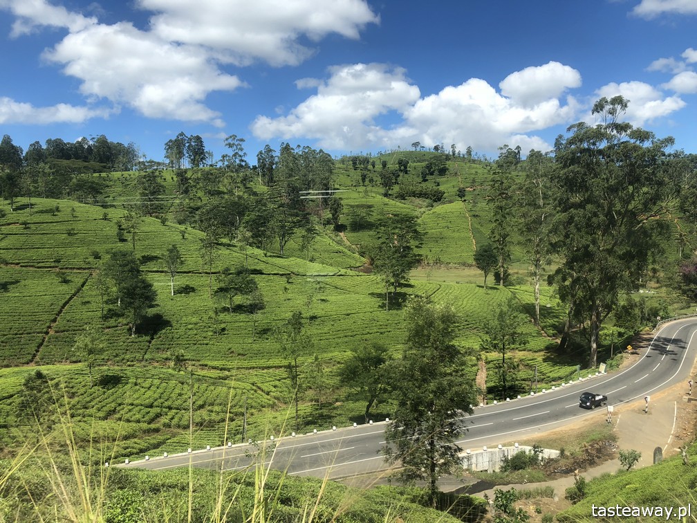 Sri Lanka, Colombo, co zobaczyć na Sri Lance, sari, powody by zobaczyć na Sri Lankę, najpiękniejsze trasy kolejowe, Nanu Oya, Nuwara Elija