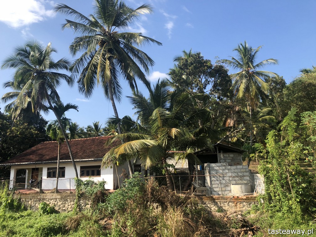 Sri Lanka, Colombo, co zobaczyć na Sri Lance, sari, powody by zobaczyć na Sri Lankę, najpiękniejsze trasy kolejowe, Nanu Oya, Nuwara Elija