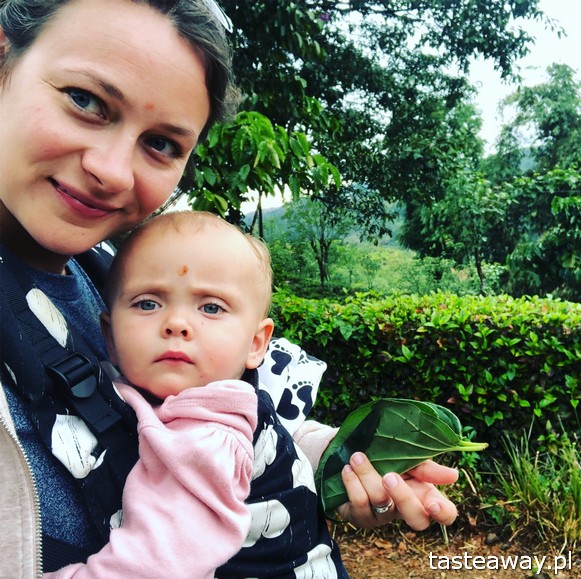 Sri Lanka, Colombo, co zobaczyć na Sri Lance, sari, powody by zobaczyć na Sri Lankę, najpiękniejsze trasy kolejowe, Nanu Oya, Nuwara Elija, plantacje herbaty, plantacje Dilmah, Dunkeld Tea Estate