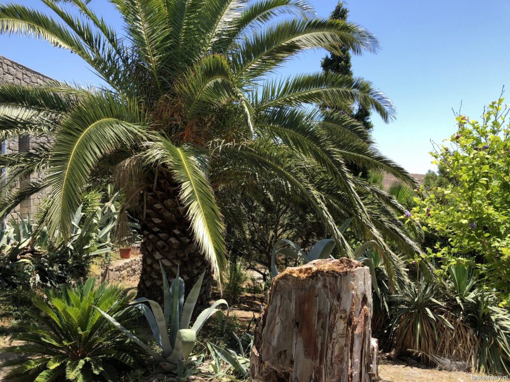 Lesbos, co zobaczyć na Lesbos, Lesbos czy warto, Grecja, wakacje w Grecji, którą grecką wyspę wybrać, Skamieniały Las, Petrified Forest