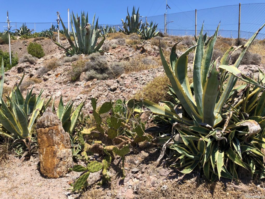 Lesbos, co zobaczyć na Lesbos, Lesbos czy warto, Grecja, wakacje w Grecji, którą grecką wyspę wybrać, Skamieniały Las, Petrified Forest