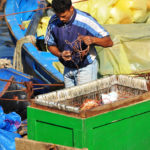 maroko, zabytki, port, Essaouira, owoce morza