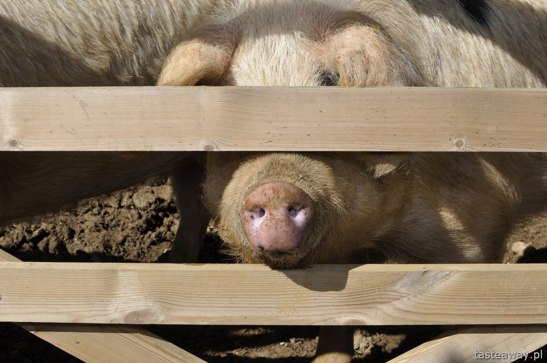 Daylesford Organic Farm, Cookery School, Farmshop, Cotswold, 