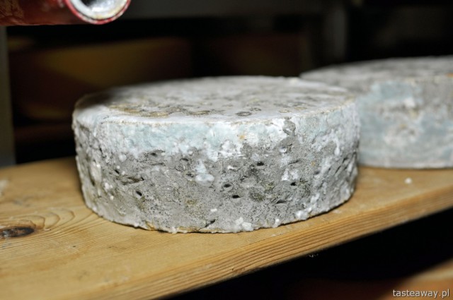 Switzerland, cheese, gorgonzola, dairy, Sennerei Andeer