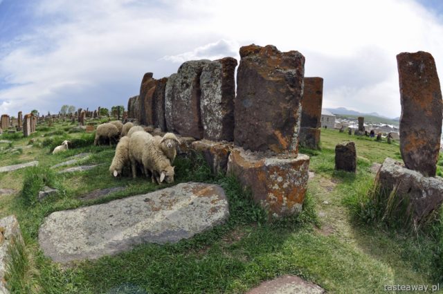 Armenia, Caucasus, Lake Sevan, Noratus cemetery, sheep