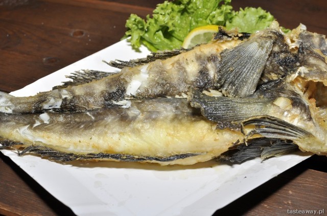 mackerel icefish, Złota Wydma, Baza Rybacka, Międzyzdroje