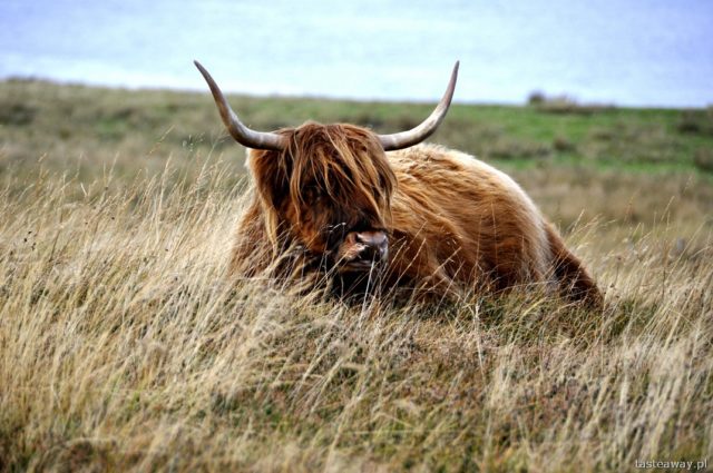 Scottish cows, highlands cattle, Scotland, Isle of Skye