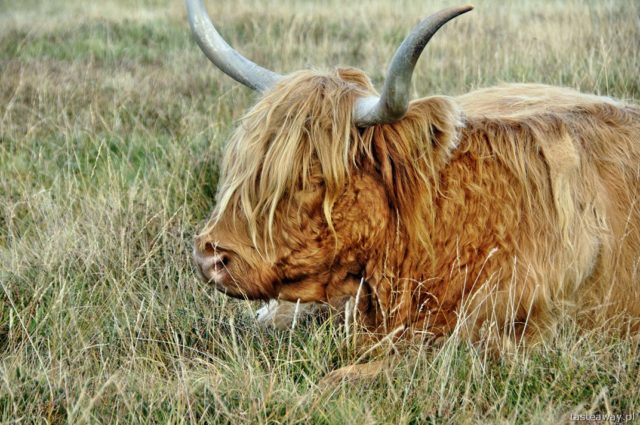 Scottish cows, Isle of Skye, Scotland, Scottish islands