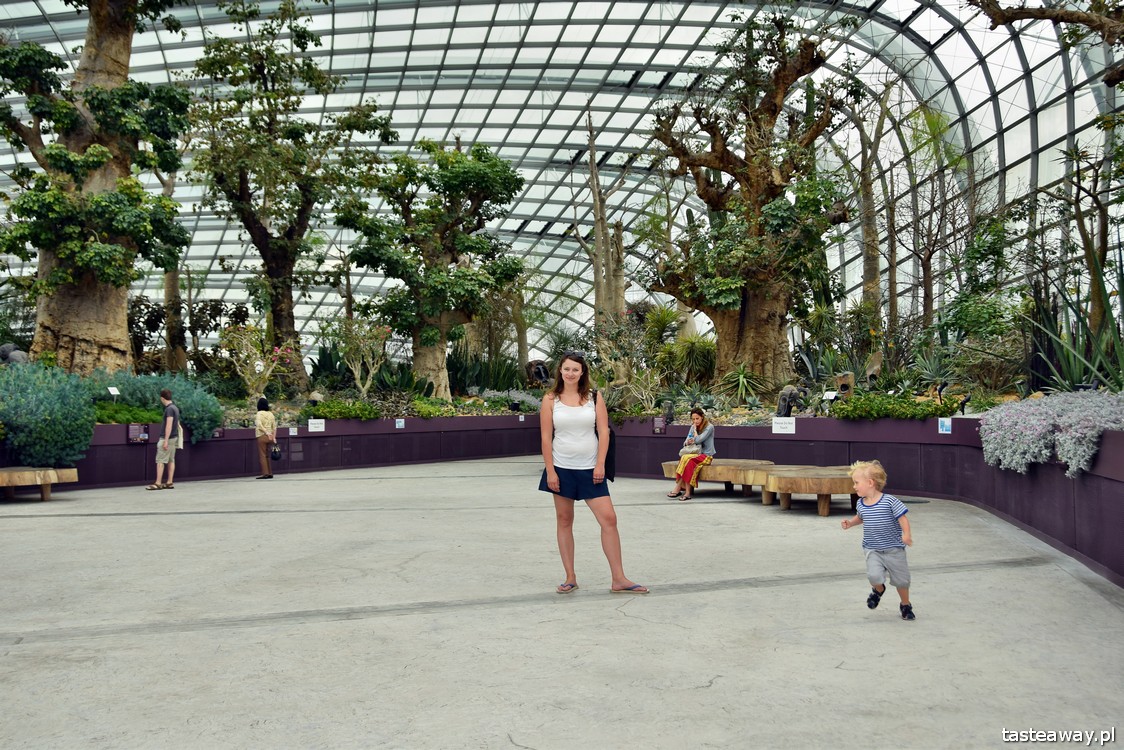 Singapur, Gardens By the Bay, Flower Dome, baobaby