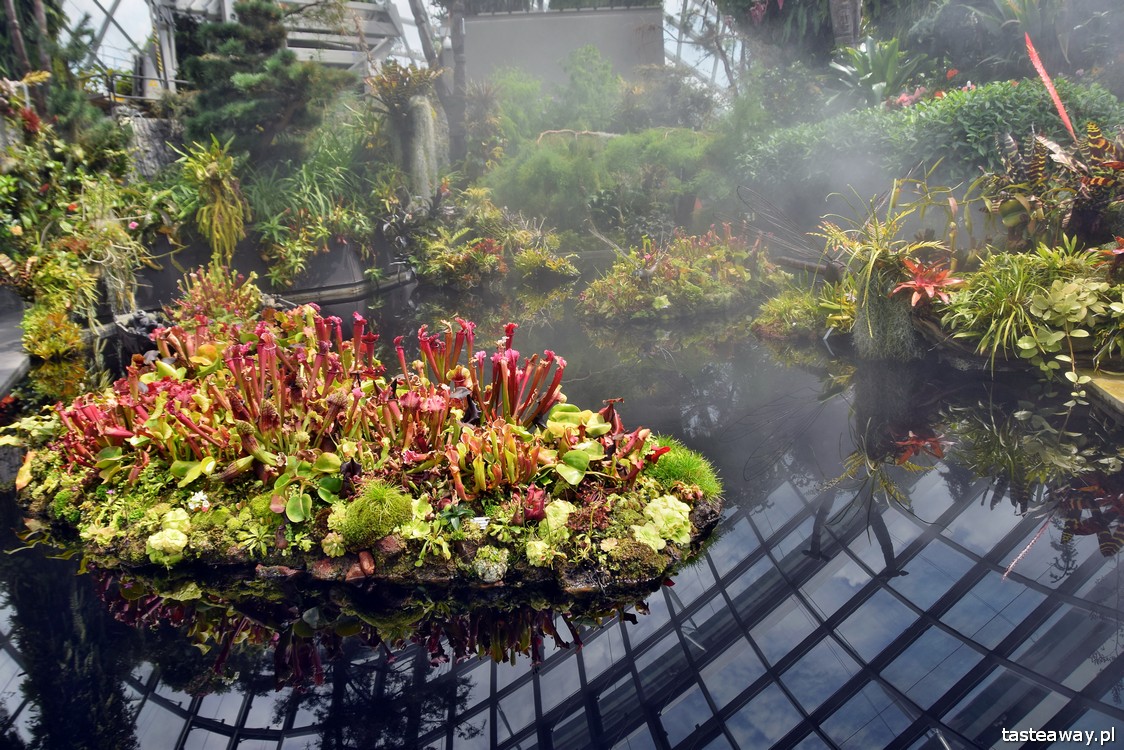 Gardens By the Bay, Singapur, co zobaczyć w Singapurze, Singapur z dzieckiem, Cloud Forest
