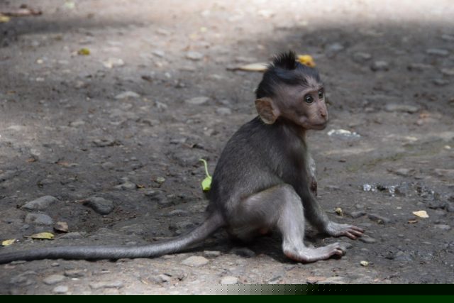 Bali, what to see on Bali, Indonesia with a child, attractions for kids on Bali, Monkey Forest, monkey grove