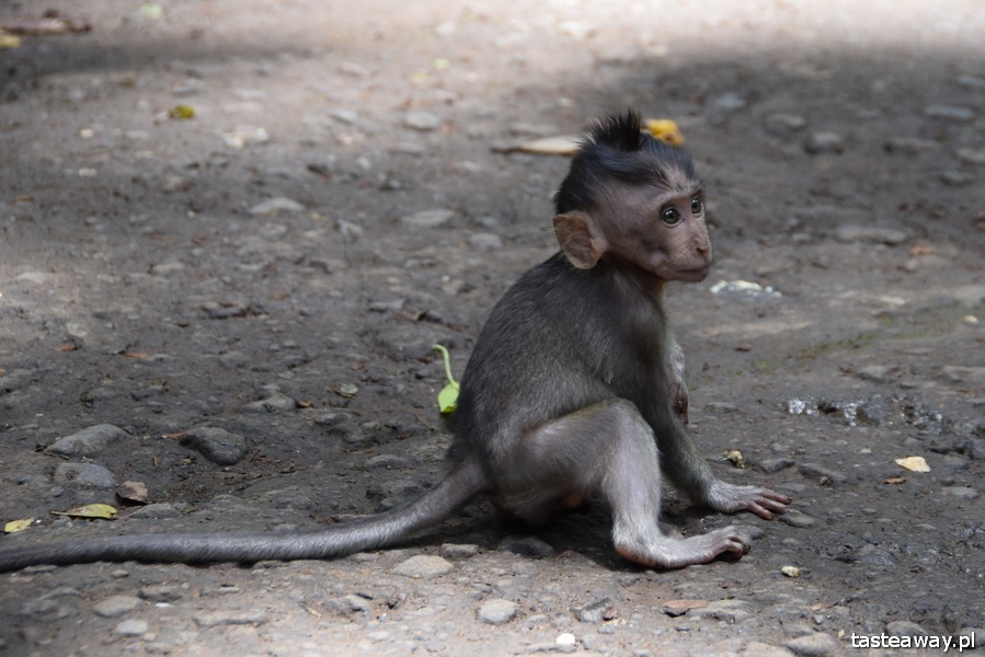 Bali, co zobaczyć na Bali, Indonezja z dzieckiem, atrakcje dla dzieci Bali, Monkey Forest, małpi gaj