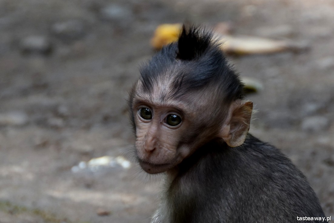 co zobaczyć na Bali, Ubud, atrakcje dla dzieci na Bali, Monkey Forest, małpi gaj