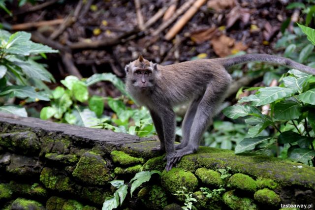 what to see on Bali, Ubud, attractions for kids on Bali, Monkey Forest, monkey grove