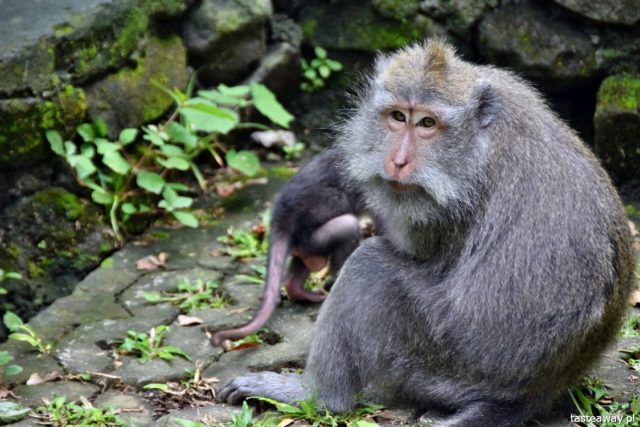 what to see on Bali, Ubud, attractions for kids on Bali, Monkey Forest, monkey grove