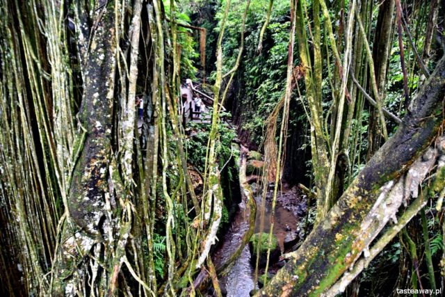 Bali, what to see on Bali, Ubud, Indonesia with a child, attractions for kids on Bali, Monkey Forest, monkey grove