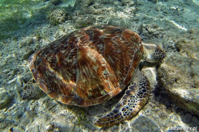 Indonesia, Gili archipelago, Gili Islands, diving, snorkelling with turtles, Gili Trawangan, the most beautiful beaches