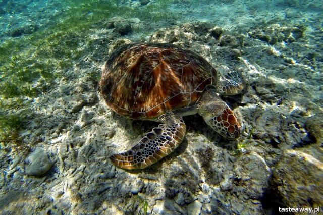 Indonesia, Gili archipelago, Gili Islands, diving, snorkelling with turtles, Gili Trawangan, the most beautiful beaches