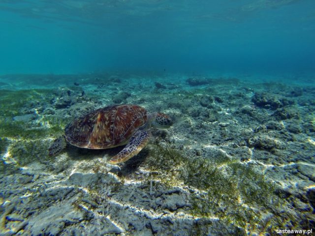 Indonesia, Gili archipelago, Gili Islands, diving, snorkelling with turtles, Gili Trawangan, the most beautiful beaches world