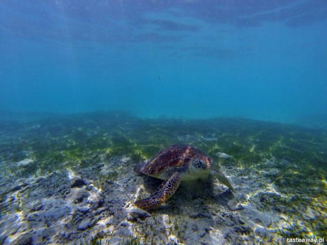 Indonesia, Gili archipelago, Gili Islands, diving, snorkelling with turtles, Gili Trawangan, the most beautiful beaches