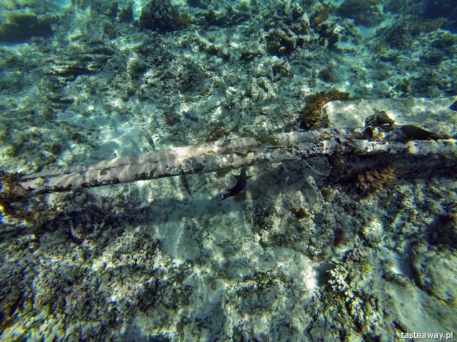 Indonesia, Gili archipelago, Gili Islands, diving, snorkelling with turtles, Gili Trawangan, the most beautiful beaches