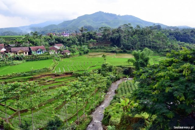 Indonesia, what to see in Indonesia, rice fields