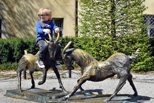 Poznań, Stary Rynek, old town Poznań, idea for a weekend, Poznań with a child, Poznań's goats