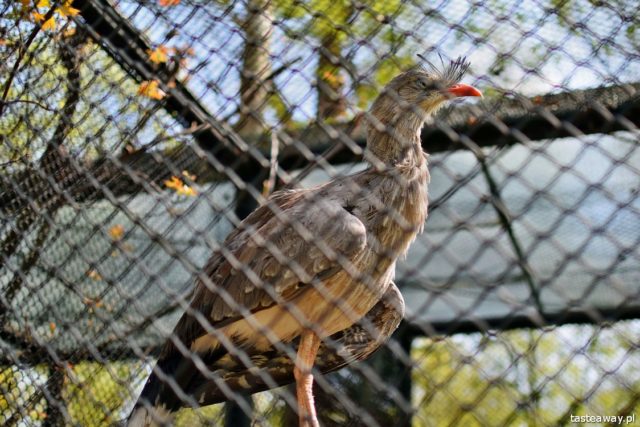 Poznań, New Zoo, what to see in Poznań, attractions for kids in Poznań