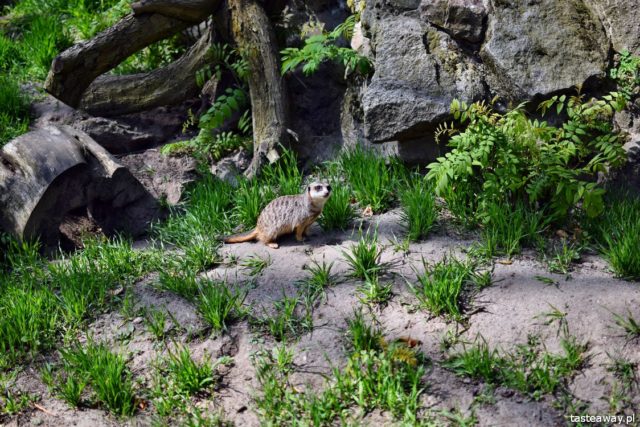 Poznań, New Zoo, what to see in Poznań, attractions for kids in Poznań