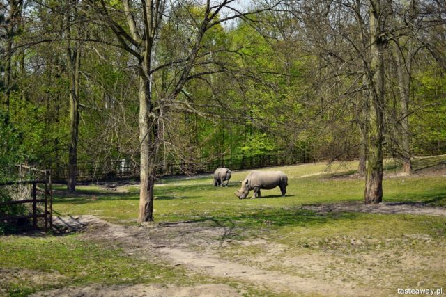 Poznań, New Zoo, what to see in Poznań, attractions for kids in Poznań