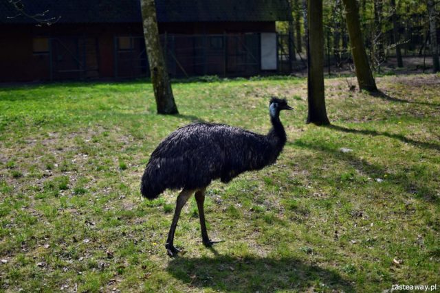 Poznań, New Zoo, what to see in Poznań, attractions for kids in Poznań