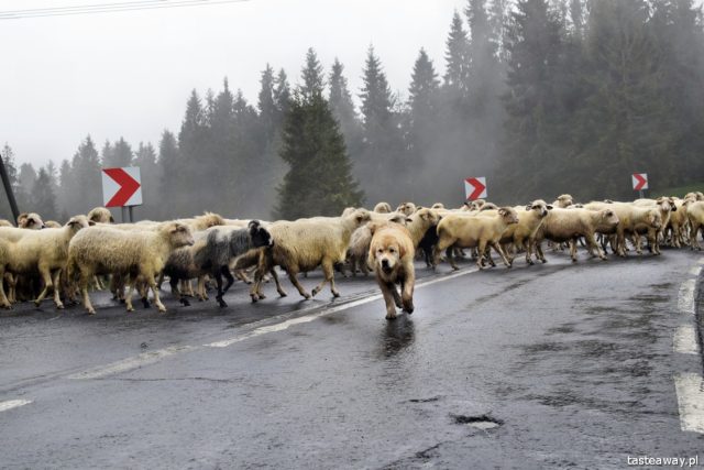 Zakopane, Brzegi, shepherd's huts, bacówka u Jancoka, where to buy oscypek, oscypek cheese, shepherd's hut trail, first lady head shepherd