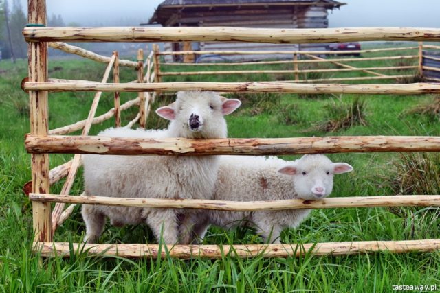 shepherd's huts, Zakopane, Kuźnice, Wielka Polana Kużnicka, żętyca, where to eat oscypek, oscypek cheese, where to buy oscypek, shepherd's hut trail, best oscypek cheese