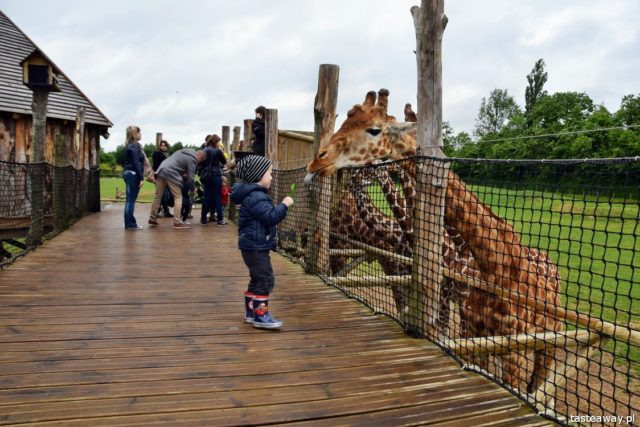 Normandy, France, Zoo de Cerza, live in the zoo, travelling with a child, France with a child, Parque Zoologique de Cerza