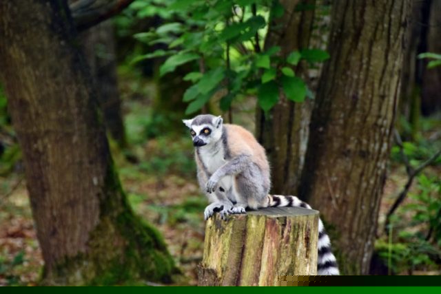ormandia, France, Zoo de Cerza, live in the zoo, travelling with a child, France with a child, Parque Zoologique de Cerza