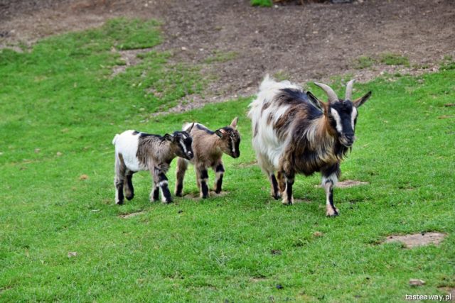 ormandia, France, Zoo de Cerza, live in the zoo, travelling with a child, France with a child, Parque Zoologique de Cerza